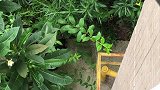 楼下惊险流浪奶牛猫妈妈还带着宝宝，家里的肥橘也来慰问同胞