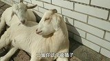 两只小母羊好战，睡醒觉之后就开始角斗，看羊二宝是真顶啊