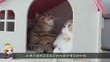 宠主制作小鬼娃娃，吓唬猫咪，猫咪居然一点都不害怕