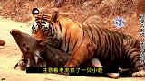 动物解说，自然界生存法则，母老虎为想吃鹿肉对公虎使出美虎计！