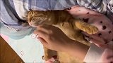 橘猫的肚子是有个开关吗,一摸就会张开双手