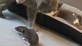 猫：这老鼠有主人当后台，我们惹不起呀！