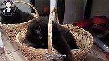 猫咪待在列车过道，站立起来对另一只猫狂叫，其他乘客被它逗笑了