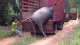 一个人把千斤大水牛装上车，看了很心疼！