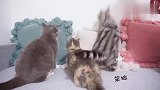 小奶猫被大猫夺走心爱的玩具后向主人撒娇卖萌求助！