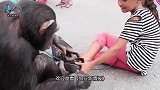 猴子偷吃科莫多巨蜥的蛋，直接被整个活吞，镜头记录惨烈过程！