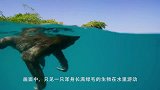 水猴子水鬼河童水怪这是树懒，也不会拉人下水
