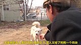 母亲从家里叼上食物，去山上喂小奶狗，这爱太真挚了