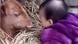 这是怎么了，竟然开始人牛做父了