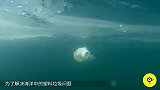 5年清理一半太平洋？看完荷兰垃圾清理黑科技，网友：救救上海人