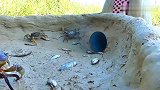 垃圾桶和水管能干嘛？小伙制作简易陷阱，回来一看抓了一窝螃蟹