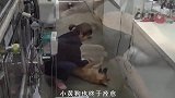 小狗两个月没睡觉，一闭眼就做噩梦，走路都在打瞌睡