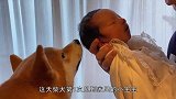 柴犬能有多凶残？对着主人两眼冒金光，网友：不敢惹