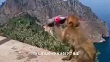 动物：去峨眉山遇到猴子怎么办？只需拿出一样东西，猴子不敢靠近