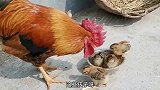 搞笑配音公鸡：你们这些孩子，咋还跑饭盆里吃了呢