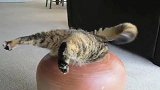 猫咪想从窗户钻进屋里，不料被卡在窗户上，猫：铲屎的，快来救驾