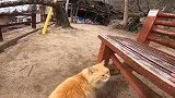 野外捡到一只流浪猫，细看发现不怕人，发财了