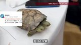 安徽男子养了一只双头小青龟，网友好奇两个头怎么喂？主人：两个头会争抢食物