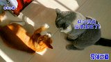 橘猫回来过年没几天，竟开始挑战胖公猫的地位，两只猫咪大打出手