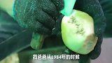 寻味广东：顺德小哥哥将蔬菜做成零食，比薯片好吃还不上火！