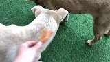 小狗被马犬揍了？回家后满脸的不服，气得挤在妈妈旁边直撒泼