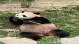 震惊！功夫熊猫把自己的武器吃了