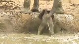 一起来看看象妈妈是如何帮助小象上岸的