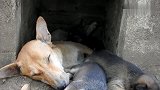 流浪狗太会选地方了，竟在这样的地方产下一大窝小奶狗