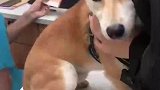 从肢体语言来看它真的害怕来医院