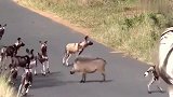 一群野狗居然被只小野猪唬住，不敢上连追都不敢追