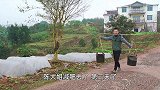 农村王四明二锅战友创业失败，提来三嫩齐分享，秒起锅，爽脆解馋