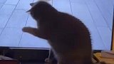 小猫看到电视里的蛇被吓到猛拍电视屏幕