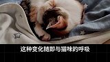 猫咪的身体语言解析萌宠出道计划 动物成精