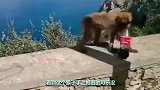 猴子抢走游客可乐，刚打开瓶盖意外就发生了，镜头记录全过程