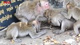 群猴疯狂攻击一只母猴，猴妈拼死用身体护住自己的孩子，真了不起