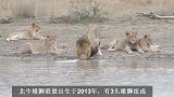 北牛雄狮联盟：大布雄狮独守狮群，保护幼崽的安全，称职的狮王