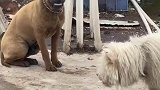 小狗遇到别的小狗抢吃的