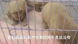 美女“爱上”拉布拉多，亮哥“横刀夺爱”，网友：好狗真的不好遇