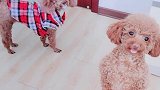 抢镜头的来了