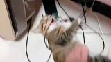 调皮猫咪躺地咬电线，下一秒电线漏电猫咪胡子被电焦