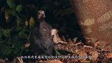 中国最凶猛的鸟，专门吃毒蛇为生，两三下就能把蛇给踹死！