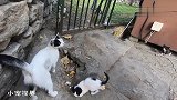 黑猫警长：大家快来看，这是我家傻儿子