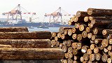 日本木材出口创41年新高 出口中国暴涨158亿