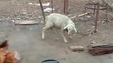 羊：别以为我是吃素的，就斗不过你！