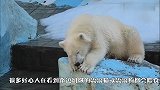 为何给快饿死的北极熊喂食是违法？原因太心酸，心疼北极熊一秒