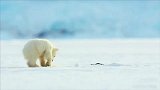太萌了！专心玩耍的小北极熊被突然出现的海豹吓一跳