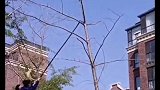 大连小猫爬到树上下不来 猫