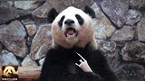 娃娃脸的熊猫良浜得意洋洋地享用美味竹笋，娇憨至极，可爱无比
