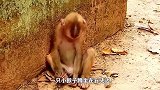 一只奇怪的猴子蹲在石头边，不停的哭泣着，镜头记录全过程！