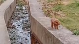 同样都是泰迪犬，为什么人家能跳过去，你平时吃的也不少啊！